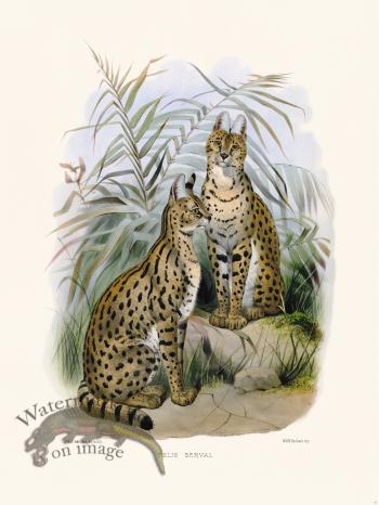 Elliot Cat 26 Cat Save